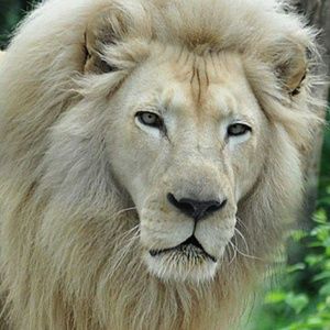 Meet your Posher, Peter g